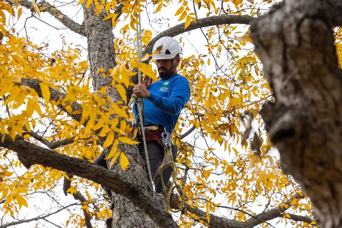 Skilled Tree Trimming crew working in Botkins